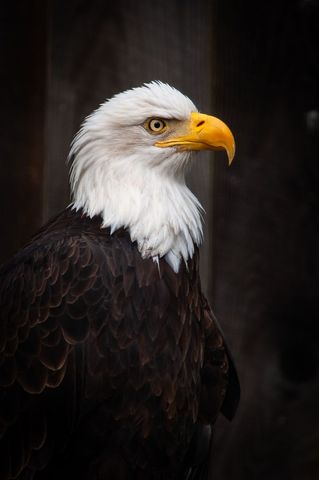 Striking Bald Eagle Gazing Intently with Dark Background