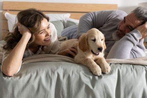 Middle-aged couple lounging on bed petting golden retriever puppy in cozy neutral bedroom