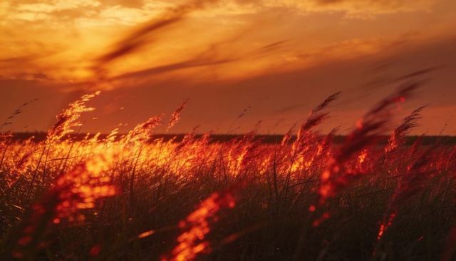 Backlit reeds swaying in sunset over coastal marsh, golden hour grasses glowing in breeze
