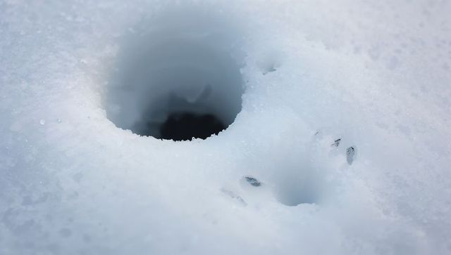Revealing circular ice hole with small bird tracks on textured bluish snow surface