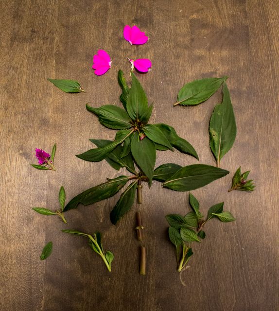Creative Plant Art Using Green Leaves and Pink Flowers on Wooden Surface - Download Free Stock Photos Pikwizard.com