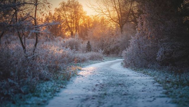 Frost-covered winding trail leading toward backlit leafless trees at golden hour