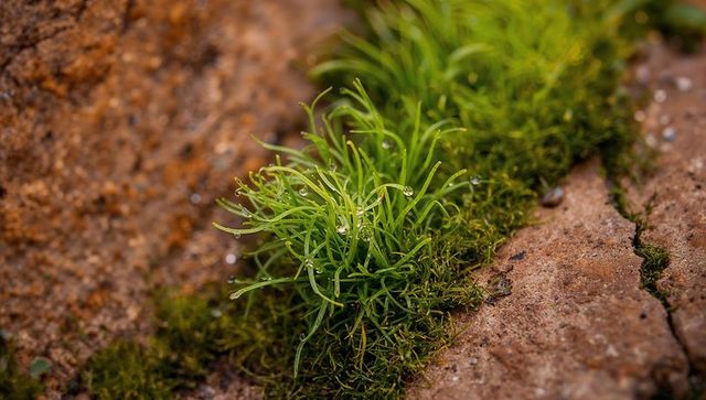 Dew-laden moss tuft growing in red-brown rock crevice close-up macro nature texture