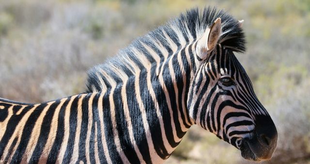 Ideal for educational materials, wildlife magazines, conservation campaigns, and safari-themed promotions. Image captures vibrant stripes and natural environment of zebra.