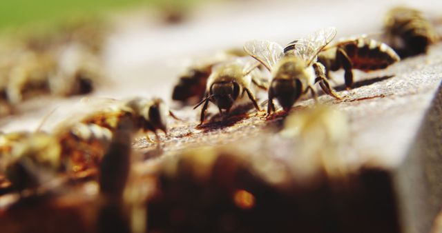 Image of honey bees collecting pollen on a wooden surface. Blurry background emphasizes bees' detailed work. Ideal for use in materials about agriculture, beekeeping, environmental conservation, and biodiversity. Can enhance blog posts, educational content, and marketing materials related to nature and wildlife.