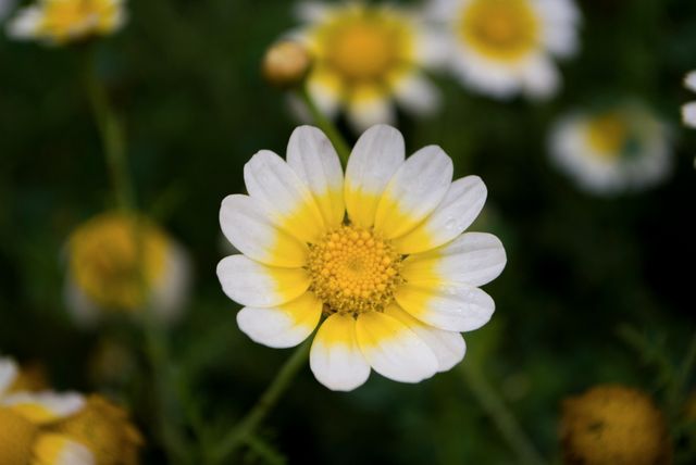 This close-up captures a detailed view of a yellow and white daisy in full bloom. The sharp contrast between the daisy's vivid yellow center and the white outer petals highlights the intricate beauty of this common flower. Perfect for botanical studies, nature-themed websites, and gardening content. The vibrant colors and clear details make it ideal for use in digital and print media focused on natural beauty, floral designs, and environmental campaigns.