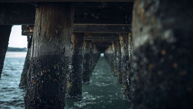 Looking Under Wooden Pier Revealing Weathered Barnacle-Covered Pilings and Tidal Texture