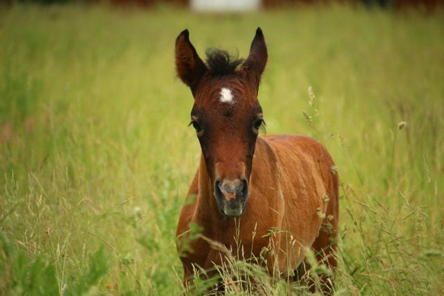 Young chestnut foal standing in a lush green meadow, surrounded by grass and wildflowers. Ideal for themes related to nature, wildlife, agriculture, or ranch lifestyle content. Perfect for illustrating rural scenery, animal behavior, and farm life.