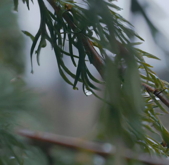 Close-up image of an evergreen tree branch with dew drops hanging from the needles, perfect for themes related to nature, tranquility, water, environmental conservation, freshness, and morning ambiance. Useful for websites, blogs, or advertising material focused on natural beauty, landscaping, or mindfulness.