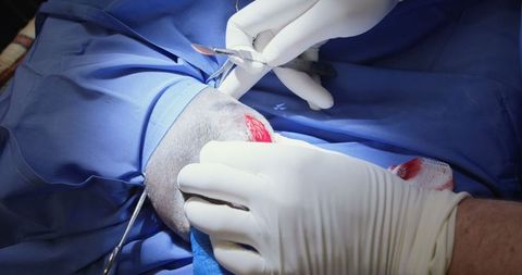 Veterinary surgeon operating dog in surgical theater close-up