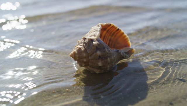 Resting spiral seashell on wet sand showing orange interior and sunlit ripples at shore