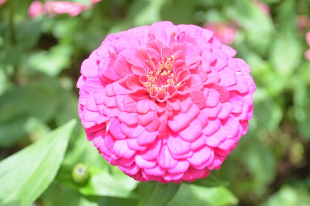 Close-up of a vibrant pink zinnia flower in full bloom, showcasing detailed petals and subtle details in a sunny garden with a blurred green leaf background. Ideal for use in gardening blogs, floral websites, summer-themed designs, or nature-inspired content.