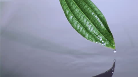 Water Droplet Falling from Green Leaf in Slow Motion