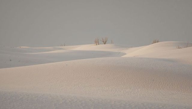Silent snow dunes at dawn with wind-sculpted ripples and leafless shrubs