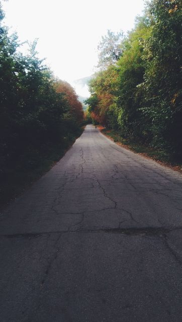 The image depicts a solitary road lined with autumn-colored trees during dawn. The cracking pavement adds a rustic appeal. Can be used for themes related to autumn, peaceful landscapes, morning perspectives, natural scenery on travel blogs, nature magazines, and environmental awareness campaigns.