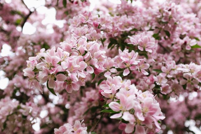 Vibrant Cherry Blossom Branches in Full Bloom - Download Free Stock Photos Pikwizard.com