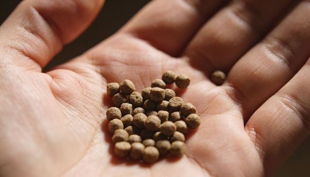 Macro hand holding brown pellets showing tactile granules and skin creases in warm light