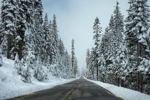 Snow-covered road surrounded by pine trees in a winter forest - Download Free Stock Photos Pikwizard.com