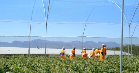 Workers Picking Blueberries at Farm Under Clear Sky