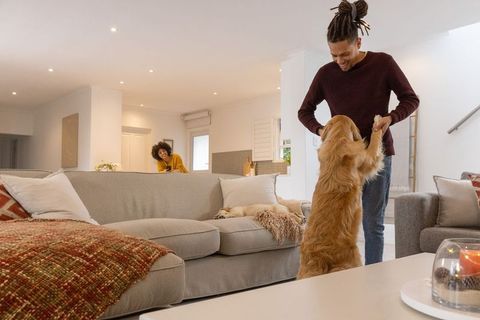 African american couple playing with golden retriever in cozy modern living room at home