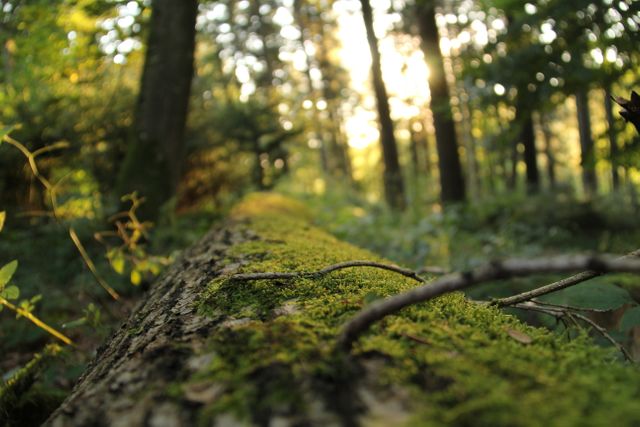 This close-up of a moss-covered log in a serene forest is perfect for promoting nature, ecology, and outdoor activities. Ideal for use in environmental campaigns, nature study materials, and wellness blogs.