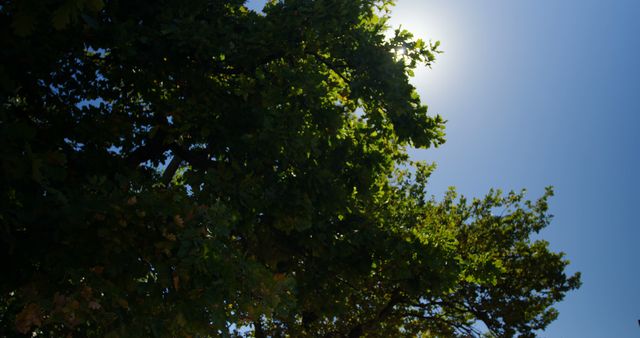 Sunlight filters through the lush green leaves of a tree, with copy space - Download Free Stock Photos Pikwizard.com