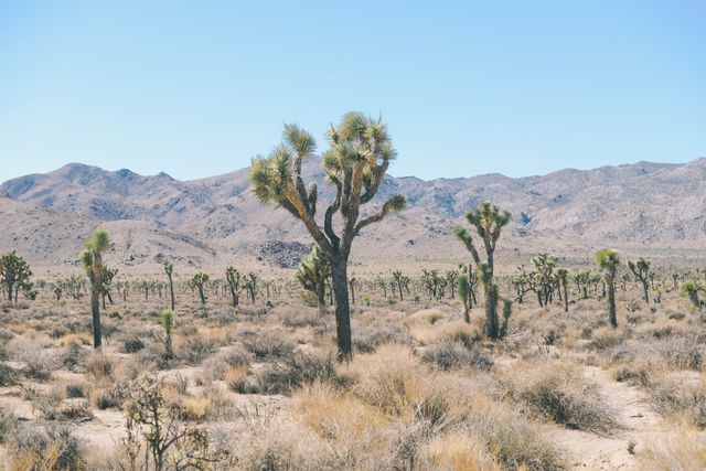 This image captures a vast desert landscape with iconic Joshua trees scattered across the arid terrain under a bright, clear blue sky. The distant mountain range provides a rugged backdrop. Perfect for use in travel blogs, environmental documentaries, or promotional materials showcasing natural beauty and untouched wilderness areas.