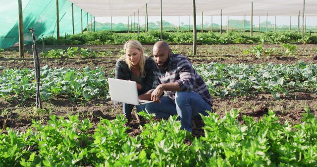 Two Farmers Checking Data on Laptop in Vegetable Field - Download Free Stock Images Pikwizard.com