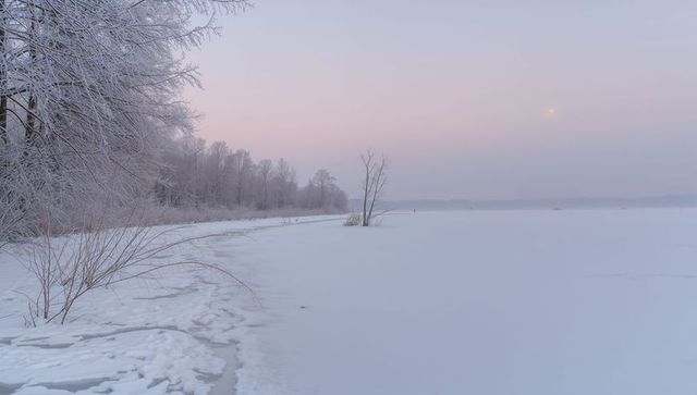 Frozen lake at pastel twilight with frosted shoreline and solitary reed