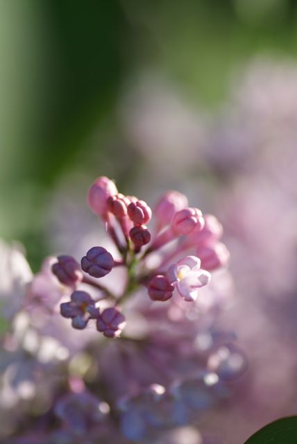 Close-Up of Blossoming Lilac in Sunlight - Download Free Stock Photos Pikwizard.com