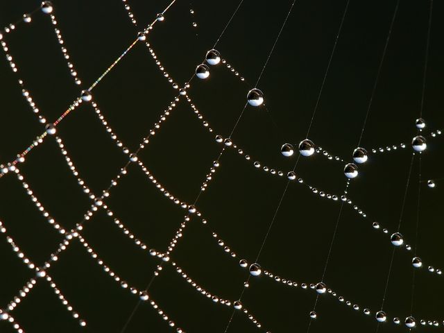 Close-Up of Dew-covered Spider Web at Dawn - Download Free Stock Photos Pikwizard.com