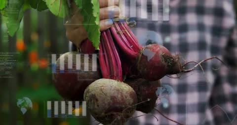 Gardener Harvesting Fresh Beets in Backyard Garden with Augmented Data Overlays
