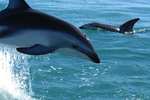 Graceful dolphins swimming in ocean