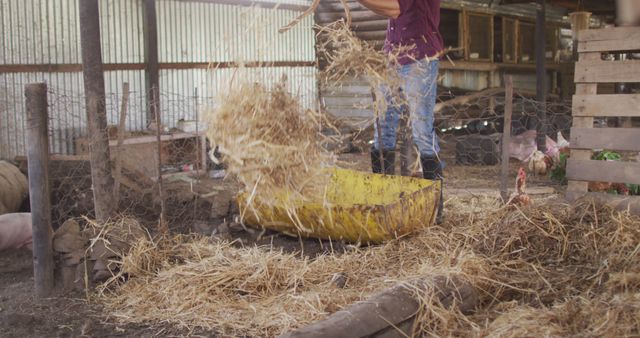Farmer using hay fork to clean straw inside pig pen in barn. Shows farming activities with a focus on livestock care and farm maintenance. Ideal for agriculture industry articles, rural lifestyle blog posts, and educational materials on animal husbandry.