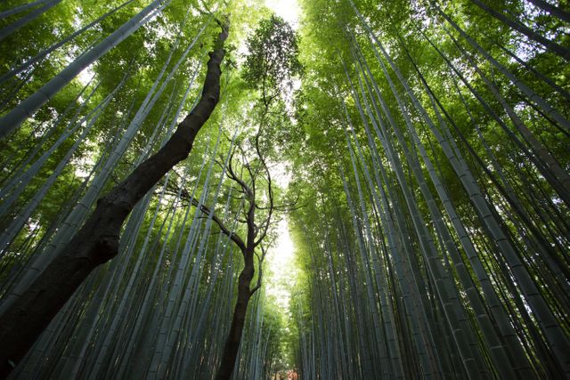 This serene bamboo forest with sunlight filtering through the leaves captures the essence of tranquility and natural beauty. Ideal for use in environmental campaigns, travel magazines, nature blogs, and meditation resources. The image's vertical composition emphasizes the tall, slender bamboo shoots, evoking feelings of peace and connection with nature.
