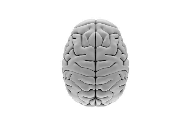 Transparent PNG Illustration of Gray Human Brain Vector Image - Download Free Stock Videos Pikwizard.com