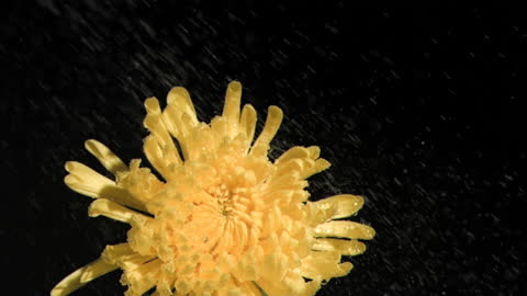 Chrysanthemum with Dew in Super Slow Motion on Black Background