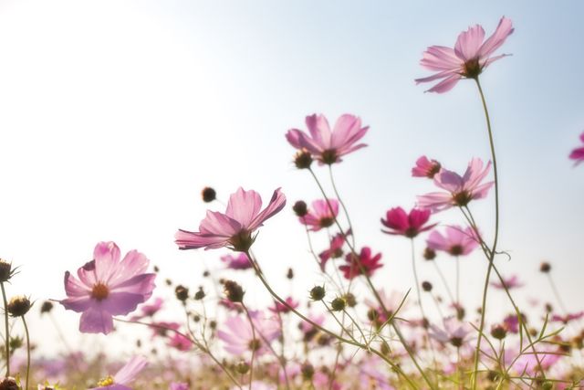 Bright pink cosmos flowers are blooming under a clear sky, creating a serene and vibrant floral scene. This can be used for nature-themed projects, gardening blogs, floral boutiques, spring and summer promotions, and wellness content for conveying tranquility and natural beauty.