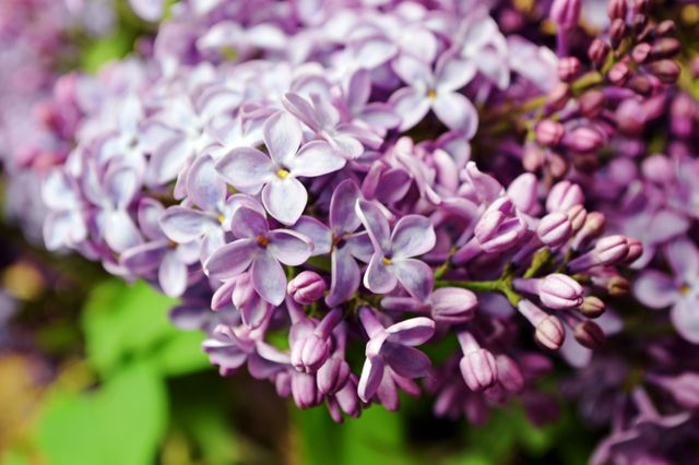 Close-up view of vibrant purple lilac blossoms in full bloom. Ideal for use in gardening blogs, floral shop websites, spring promotions, and magazine articles about seasonal flowers and gardening tips.