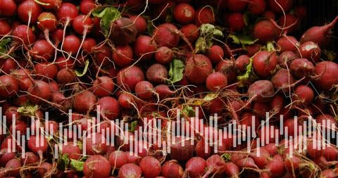 Close-up red radishes showing roots and leaves in rustic harvest pile, produce texture