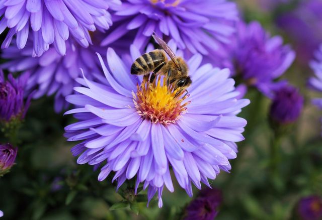 Honeybee collecting pollen from vibrant purple aster flower. Ideal for nature documentaries, gardening magazines, educational materials about pollination and insect life. Enhances content on biodiversity, natural beauty, and ecosystem dynamics.