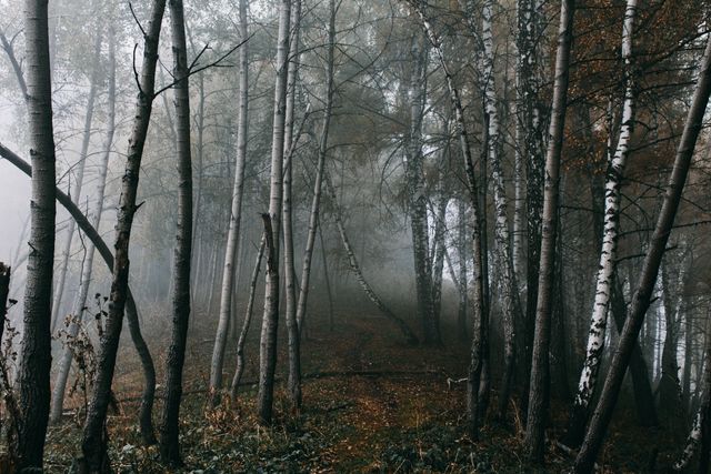 This image showcases a misty forest with bare trees and a thick, foggy atmosphere, giving a sense of tranquility and mystery. Ideal for nature-themed projects, book covers, backgrounds for inspirational quotes, or wallpapers depicting serene outdoor settings. It can also symbolize concepts such as solitude, calmness, and the beauty of untouched nature.