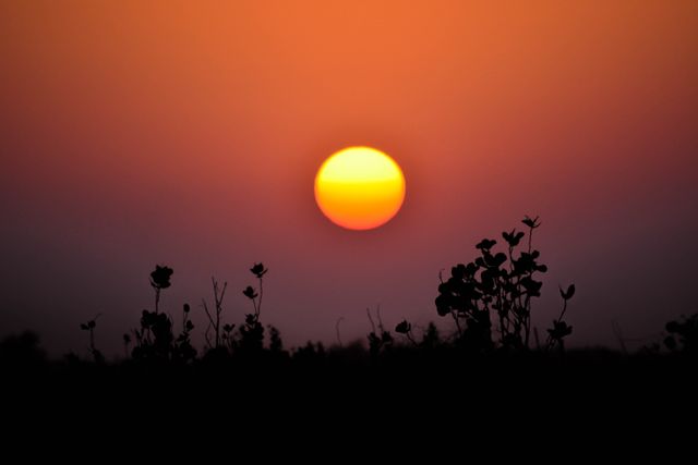 Stunning Sunset Over Field with Silhouetted Plants - Download Free Stock Photos Pikwizard.com