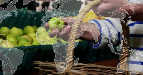Picking green citrus at farmers market with wicker basket and world trade map overlay