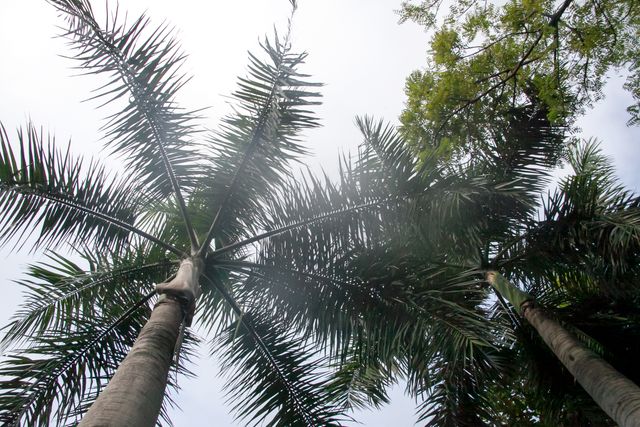 Tall palm trees viewed from below showing the lush green canopy against the sky. Ideal for themes of tropical nature, relaxation, outdoor activities, travel brochures, or environmental awareness campaigns.
