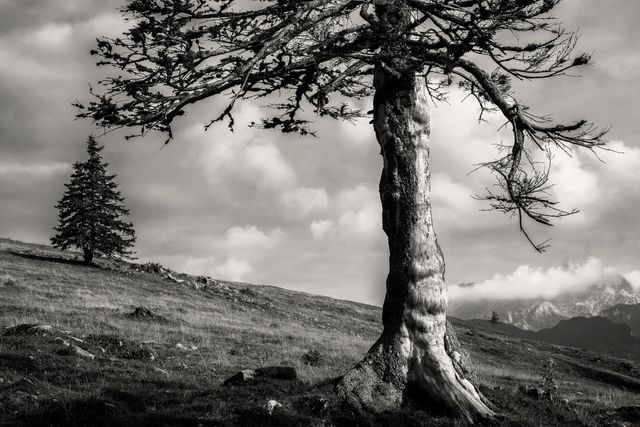 The image depicts a lone tree standing in a rugged mountain landscape with a dramatic sky above. The black and white effect enhances the stark and striking nature of the scene. This image is ideal for projects emphasizing natural beauty, solitude, and environmental themes. It can be used in digital media, print materials, and visual art projects to convey messages of isolation, resilience, and the raw beauty of nature.