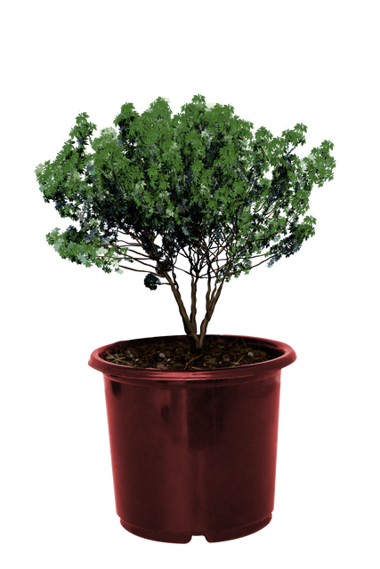 Green Plant in Red Pot on Transparent Background Isolated Nature - Download Free Stock Videos Pikwizard.com