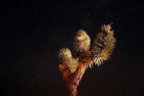 Joshua Tree Under Starry Night Sky in Desert - Download Free Stock Images Pikwizard.com