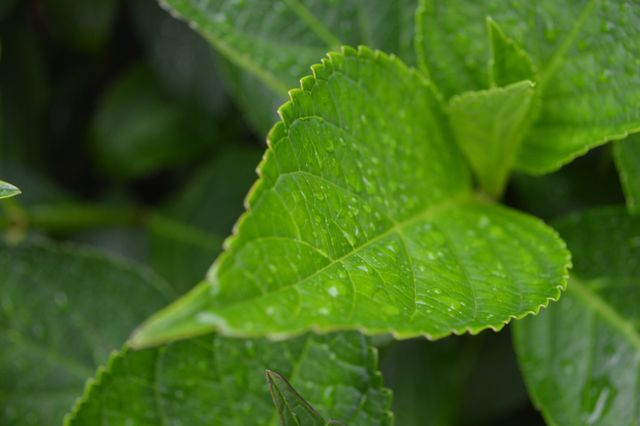 Close up of fresh green leaf - Download Free Stock Photos Pikwizard.com