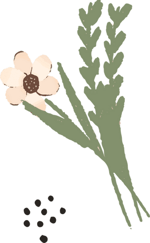 Minimalist botanical illustration with pink flower on transparent background